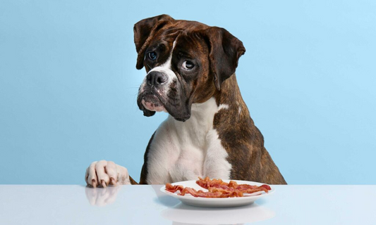 Friandises, mastication, viandes hypoallergéniques : mythe ou vraie solution ?