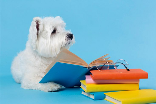 Notre sélection de livres utiles pour mieux comprendre et accompagner son chien