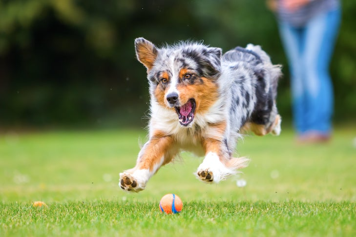 Occuper son chien à la maison : 6 idées d’activités utiles et stimulantes