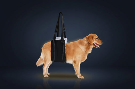 Harnais de soutien arrière pour chien